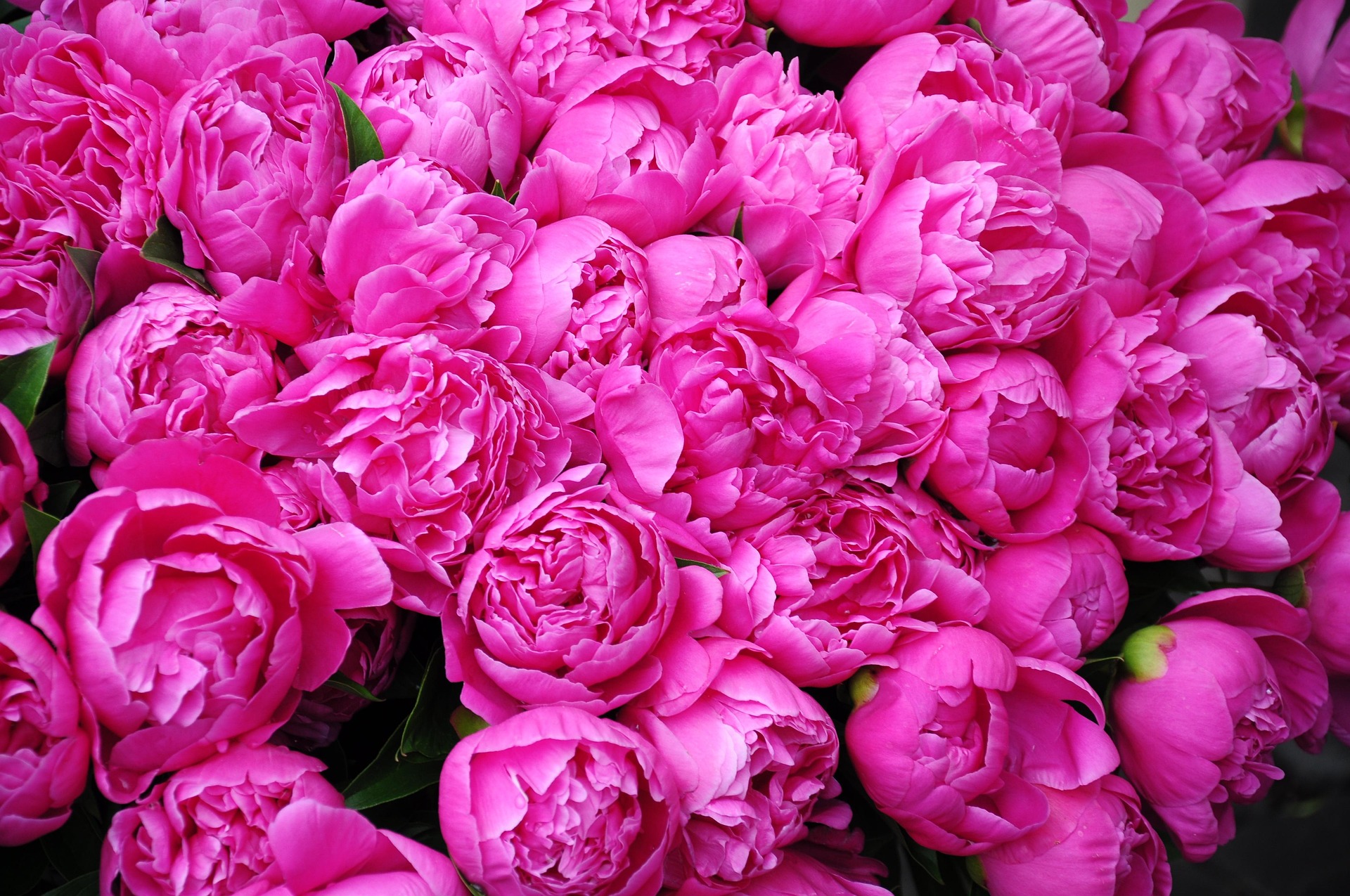 fond fleurs