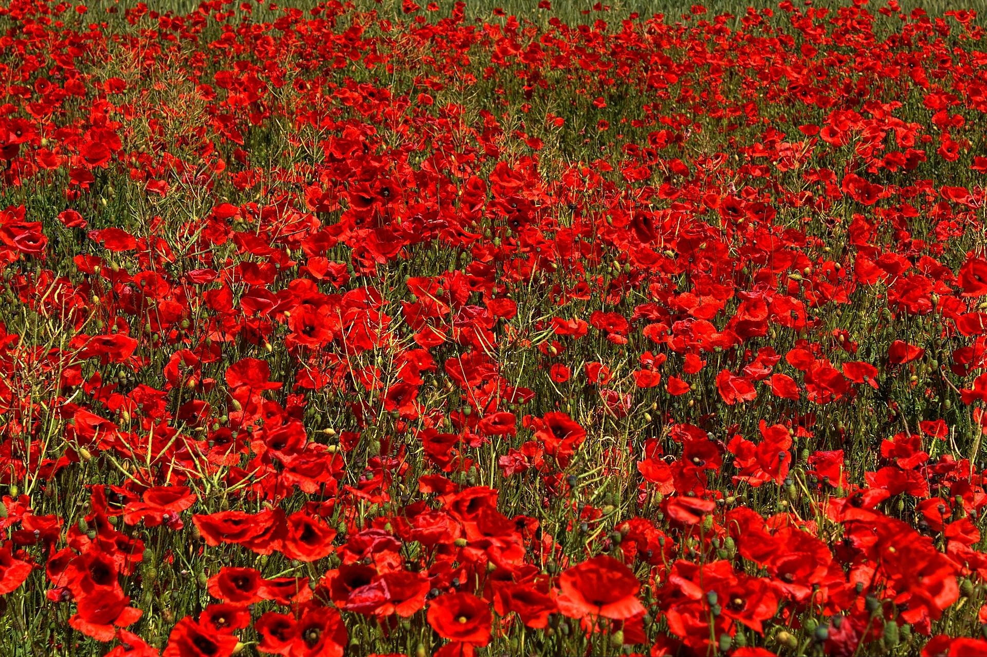 fond fleurs