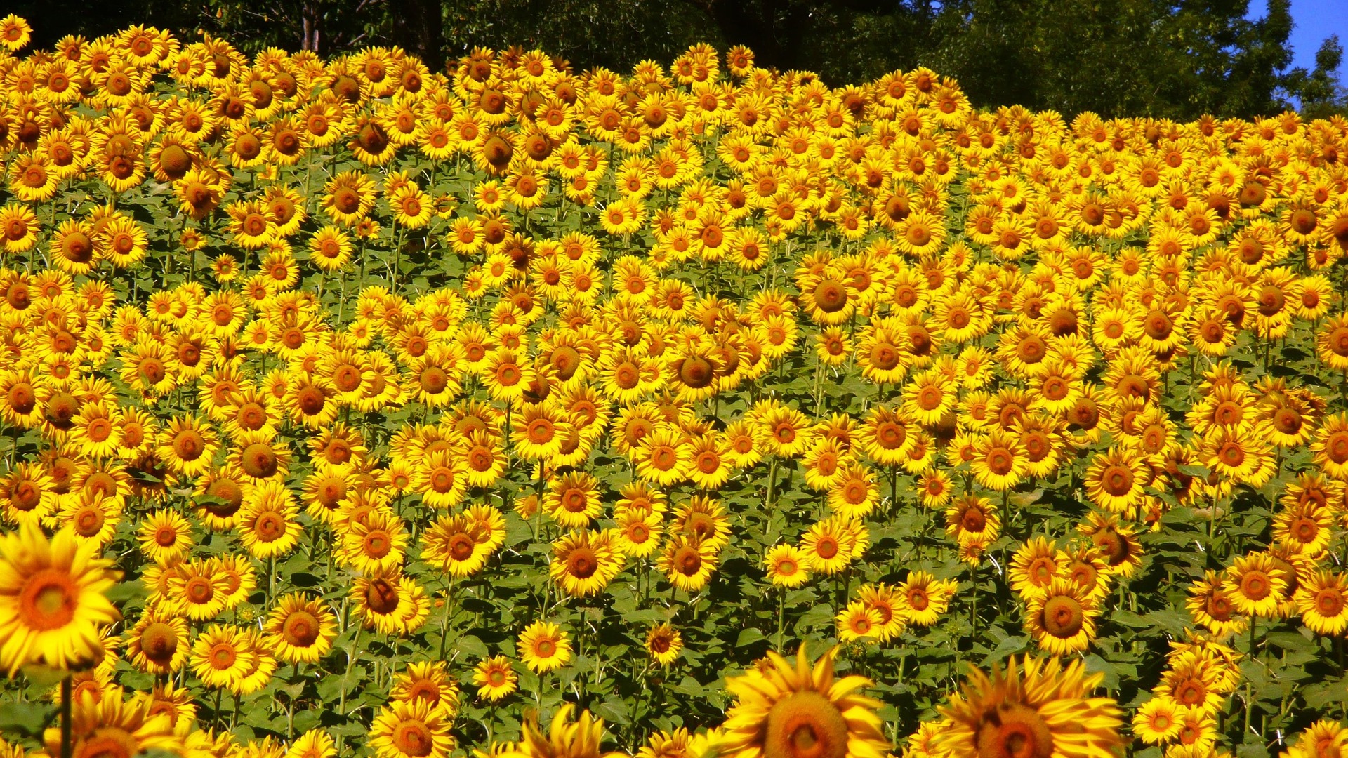 fond fleurs
