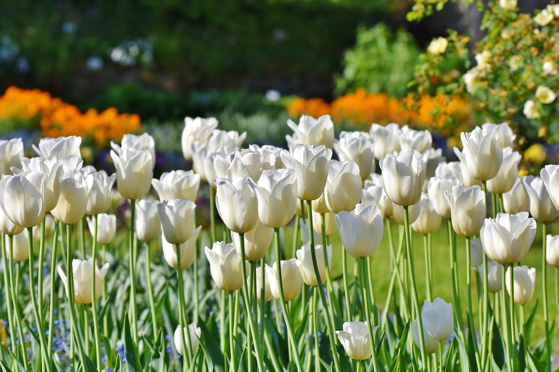 fond fleurs