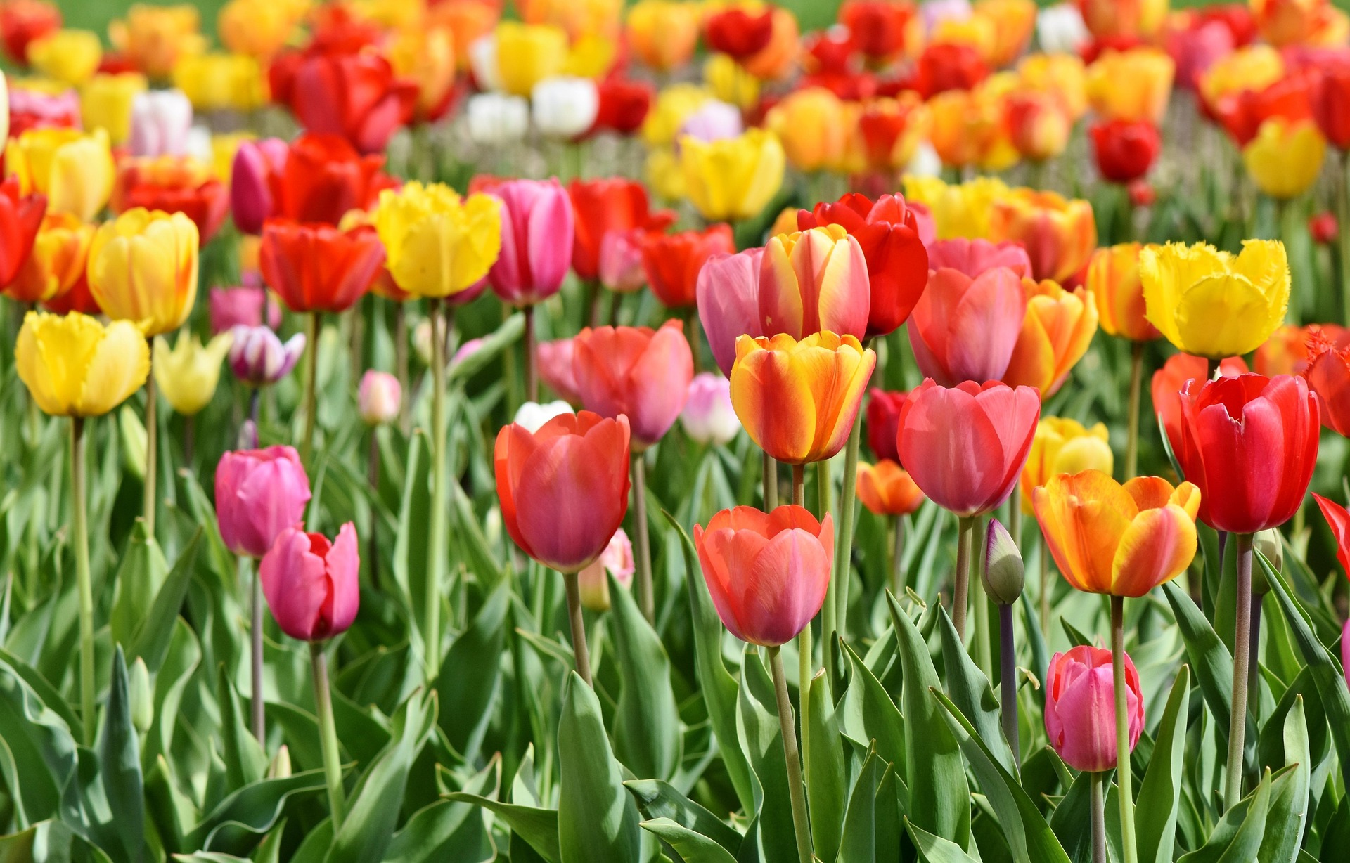 fond fleurs