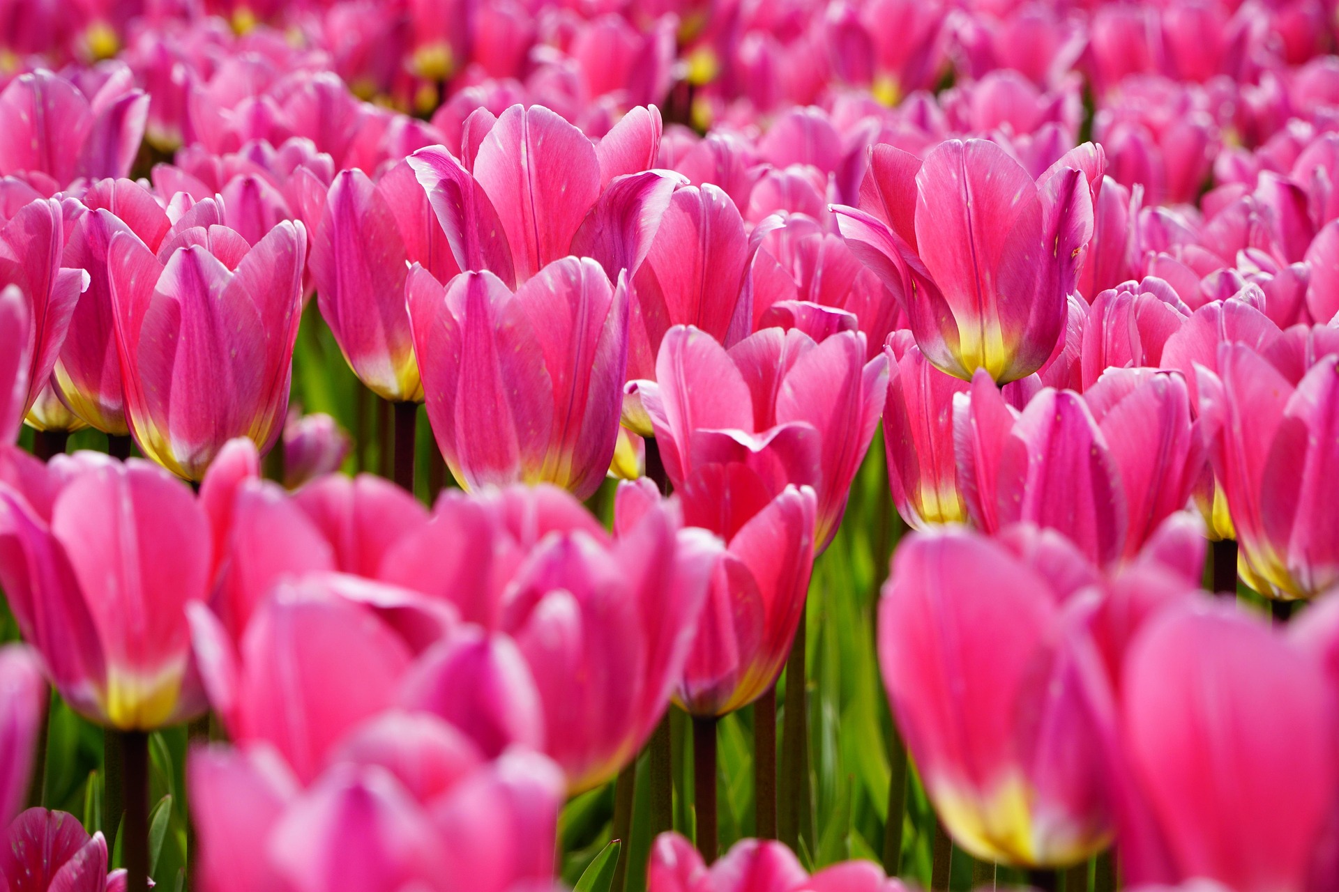 fond fleurs